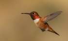 Male Rufous hummingbird Art Print